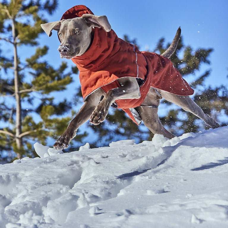 HURTTA Extreme Warmer V3 ECO - ACTIVEDOG.CH - Wir lieben Outdoorhunde!